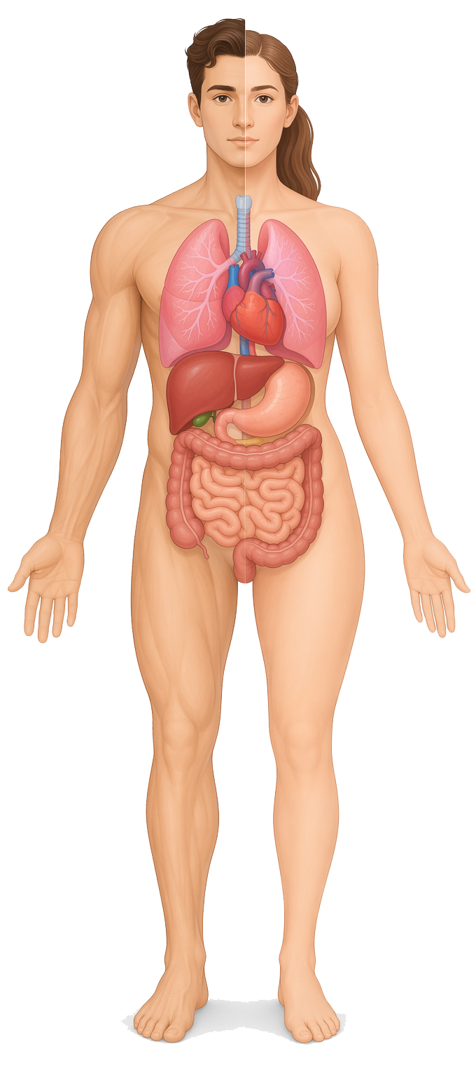 Interactive human body diagram showing which organs are affected by the nutrients you eat